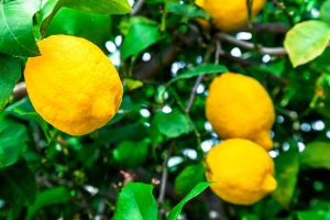 How to prune a lemon tree