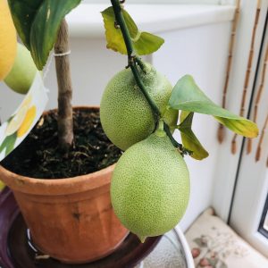 How to care for a lemon tree in a pot