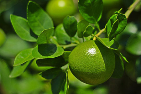 Persian Lime Tree