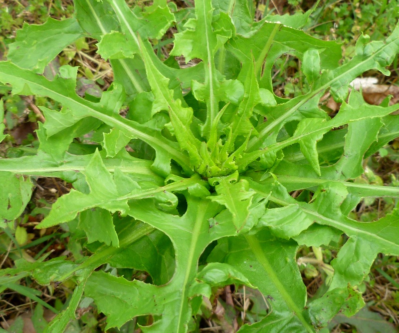 Wild Lettuce